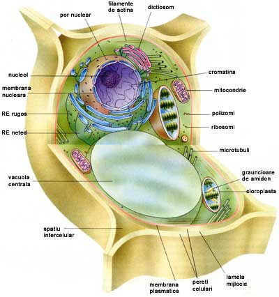 imagen de la celula animal. celula animal y sus partes.